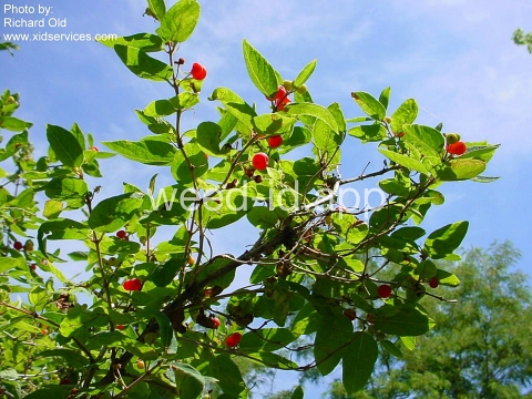 honeysuckle, Tatarian